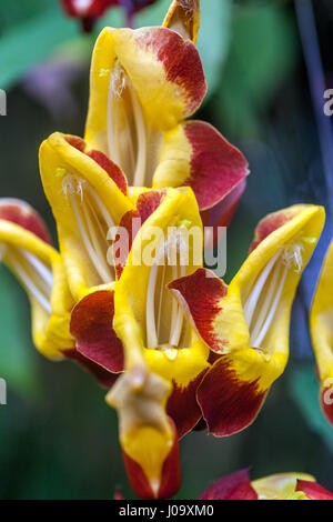 Thunbergia mysorensis, also called Mysore trumpet vine or Indian clock vine in botanical garden, Czech Republic Stock Photo