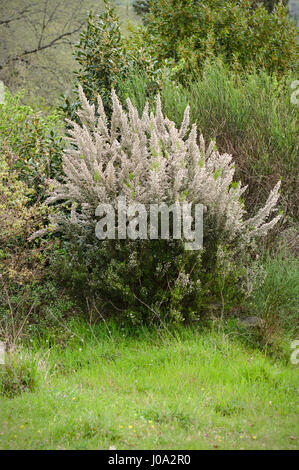 Erica arborea - flowering plant Stock Photo