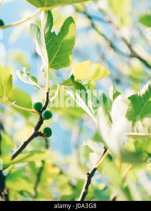 Fig trees, small fruits. Ripening figs Stock Photo