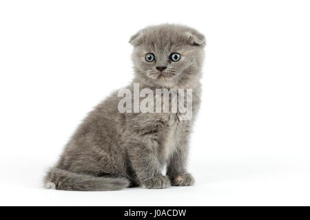 Scottish Fold (Felis silvestris catus), kitten Age 6 weeks, color blue tortie Stock Photo
