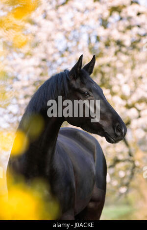 Black horse, mare in spring, portrait Stock Photo