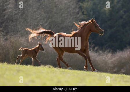 Brown Arabian mare with colt galloping Stock Photo