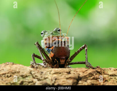 JAKARTA, INDONESIA: A BULLY frog has been snapped get too close to ...