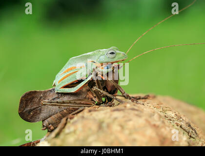 JAKARTA, INDONESIA: A BULLY frog has been snapped get too close to comfort to this prickly bug who has thrown its arms up in alarm. Looking visibly shocked, this Dragon-headed katydid clearly did not enjoy this invasion by the oblivious amphibian.  The not-so-friendly frog proceeded to clamber up and over the hapless insect and can be seen pushing down on the creepy-crawly’s head.  To add to his fun, the froggy even looks as though it was riding the multi-limbed creature like a pony, before disembarking and getting on with its day.  Amateur photographer Tanto Yensen (36) snapped this unlikely  Stock Photo
