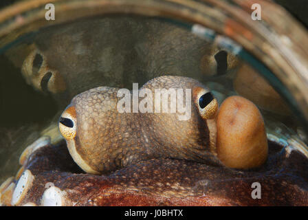 Coconut Octopus hiding inside a glass jar, Lembeh Indonesia. EYE-OPENING images have revealed how creatures living in our oceans have adapted themselves to survive amongst the estimated eight-million-tonnes of rubbish that is thrown into the sea each year. From a school of fish setting up home inside a sunken tyre to an octopus holding onto a plastic bucket, the photos show just how these creatures adapted. Other images show a small pufferfish hiding inside a tin can and a clown fish that has laid its eggs on a glass bottle. One shocking snap shows how one octopus has crept up inside a glass j Stock Photo