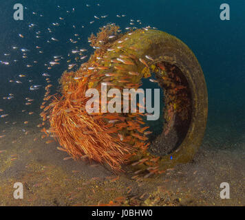 Fish finding shelter in an old tyre, Anilao, Philippines. EYE-OPENING images have revealed how creatures living in our oceans have adapted themselves to survive amongst the estimated eight-million-tonnes of rubbish that is thrown into the sea each year. From a school of fish setting up home inside a sunken tyre to an octopus holding onto a plastic bucket, the photos show just how these creatures adapted. Other images show a small pufferfish hiding inside a tin can and a clown fish that has laid its eggs on a glass bottle. One shocking snap shows how one octopus has crept up inside a glass jar. Stock Photo