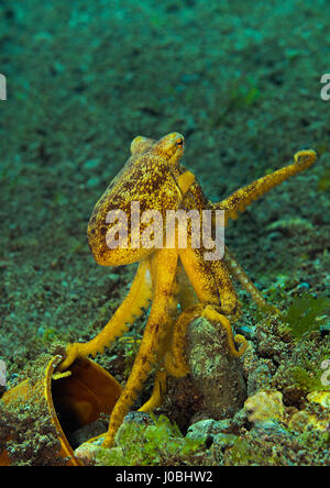 An octopus gripping a plastic bucket, Dauin, Philippines. EYE-OPENING images have revealed how creatures living in our oceans have adapted themselves to survive amongst the estimated eight-million-tonnes of rubbish that is thrown into the sea each year. From a school of fish setting up home inside a sunken tyre to an octopus holding onto a plastic bucket, the photos show just how these creatures adapted. Other images show a small pufferfish hiding inside a tin can and a clown fish that has laid its eggs on a glass bottle. One shocking snap shows how one octopus has crept up inside a glass jar. Stock Photo