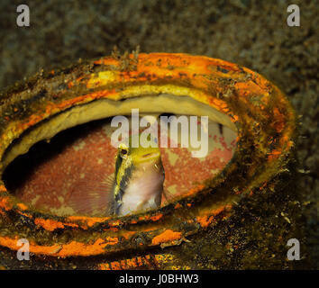 Blenny fish, Philippines. EYE-OPENING images have revealed how creatures living in our oceans have adapted themselves to survive amongst the estimated eight-million-tonnes of rubbish that is thrown into the sea each year. From a school of fish setting up home inside a sunken tyre to an octopus holding onto a plastic bucket, the photos show just how these creatures adapted. Other images show a small pufferfish hiding inside a tin can and a clown fish that has laid its eggs on a glass bottle. One shocking snap shows how one octopus has crept up inside a glass jar. The collection of pictures was  Stock Photo