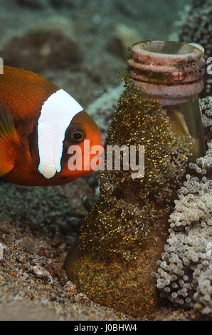 Clown fish who has laid eggs on a glass bottle, Philippines. EYE-OPENING images have revealed how creatures living in our oceans have adapted themselves to survive amongst the estimated eight-million-tonnes of rubbish that is thrown into the sea each year. From a school of fish setting up home inside a sunken tyre to an octopus holding onto a plastic bucket, the photos show just how these creatures adapted. Other images show a small pufferfish hiding inside a tin can and a clown fish that has laid its eggs on a glass bottle. One shocking snap shows how one octopus has crept up inside a glass j Stock Photo