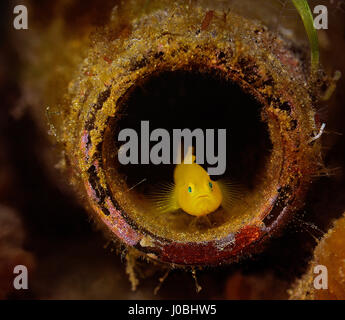 A goby fish living inside a glass bottle, Lembeh, Indonesia. EYE-OPENING images have revealed how creatures living in our oceans have adapted themselves to survive amongst the estimated eight-million-tonnes of rubbish that is thrown into the sea each year. From a school of fish setting up home inside a sunken tyre to an octopus holding onto a plastic bucket, the photos show just how these creatures adapted. Other images show a small pufferfish hiding inside a tin can and a clown fish that has laid its eggs on a glass bottle. One shocking snap shows how one octopus has crept up inside a glass j Stock Photo