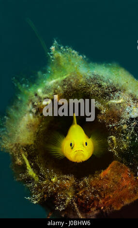 A goby fish living inside a glass bottle, Lembeh, Indonesia. EYE-OPENING images have revealed how creatures living in our oceans have adapted themselves to survive amongst the estimated eight-million-tonnes of rubbish that is thrown into the sea each year. From a school of fish setting up home inside a sunken tyre to an octopus holding onto a plastic bucket, the photos show just how these creatures adapted. Other images show a small pufferfish hiding inside a tin can and a clown fish that has laid its eggs on a glass bottle. One shocking snap shows how one octopus has crept up inside a glass j Stock Photo