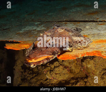 Crocodile fish on the deck of SS Thistlegorm, Red Sea, Egypt. EYE-OPENING images have revealed how creatures living in our oceans have adapted themselves to survive amongst the estimated eight-million-tonnes of rubbish that is thrown into the sea each year. From a school of fish setting up home inside a sunken tyre to an octopus holding onto a plastic bucket, the photos show just how these creatures adapted. Other images show a small pufferfish hiding inside a tin can and a clown fish that has laid its eggs on a glass bottle. One shocking snap shows how one octopus has crept up inside a glass  Stock Photo