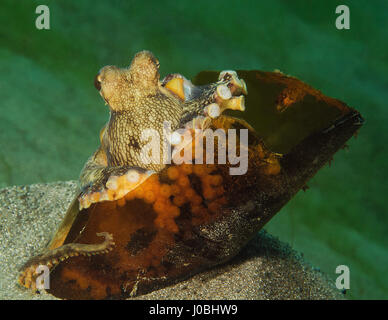 Coconut octopus hiding in a broken glass bottle, Anilao, Philippines. EYE-OPENING images have revealed how creatures living in our oceans have adapted themselves to survive amongst the estimated eight-million-tonnes of rubbish that is thrown into the sea each year. From a school of fish setting up home inside a sunken tyre to an octopus holding onto a plastic bucket, the photos show just how these creatures adapted. Other images show a small pufferfish hiding inside a tin can and a clown fish that has laid its eggs on a glass bottle. One shocking snap shows how one octopus has crept up inside  Stock Photo