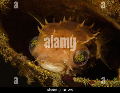 Puffer fish hiding in a metal can, Lembeh, Indonesia. EYE-OPENING images have revealed how creatures living in our oceans have adapted themselves to survive amongst the estimated eight-million-tonnes of rubbish that is thrown into the sea each year. From a school of fish setting up home inside a sunken tyre to an octopus holding onto a plastic bucket, the photos show just how these creatures adapted. Other images show a small pufferfish hiding inside a tin can and a clown fish that has laid its eggs on a glass bottle. One shocking snap shows how one octopus has crept up inside a glass jar. The Stock Photo