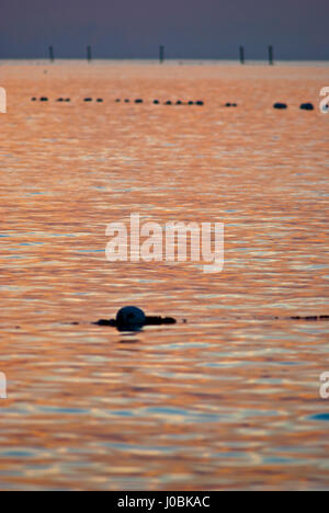 Buoys on the beach near Nassau, Banhamas Stock Photo