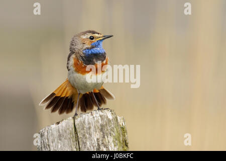 White-spotted Bluethroat / Blaukehlchen ( Luscinia svecica ), male bird, showing  / spreading its beautiful tail feathers / plumage. Stock Photo