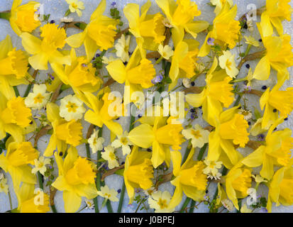 Daffodil, primrose and speedwell flowers arranged on pale blue speckled tissue paper background to create the effect of millefleurs Stock Photo