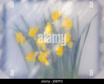 Yellow daffodil flowers and leaves, pressed between glass and draughting film in a steamy atmosphere, backlit by dappled sunlight and shade. Stock Photo