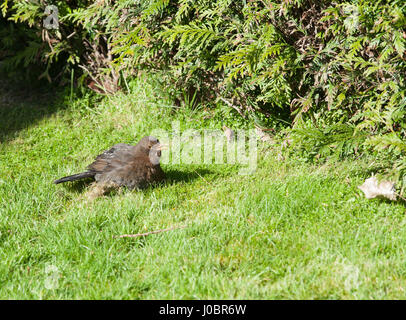 Female blackbird on green grass on a sunny spring day Stock Photo