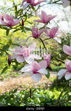 Magnolia 'Star Wars'. Flowering magnolia tree in spring Stock Photo