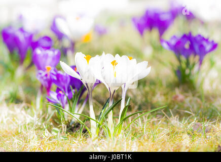 Macro of purple and white corcus flowers in the grass Stock Photo