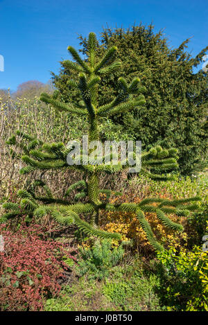 Young Monkey Puzzle tree (Araucaria araucana) growing in an English garden in spring sunshine. Stock Photo