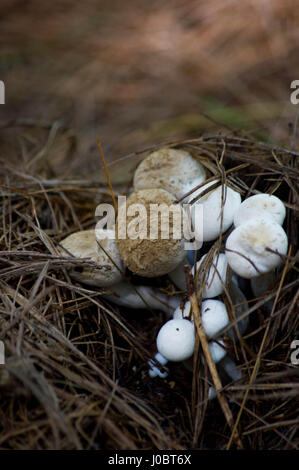 small group of non edible mushrooms on forest floor with pine needles Stock Photo