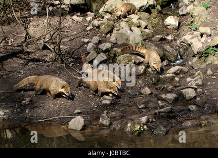 Family of  South American ring-tailed Coatis (Nasua Nasua) on the bank of a river, hunting for food. Stock Photo