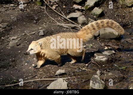 South American ring-tailed Coati (Nasua Nasua). Stock Photo