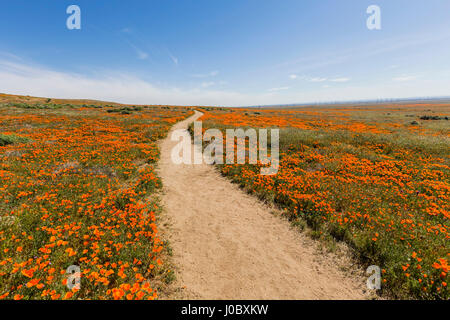 Poppy path wildflower meadow in Southern California. Stock Photo