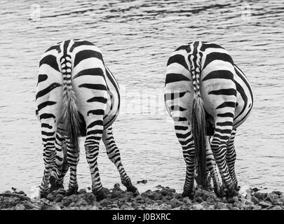 Zebra. Back view. Kenya. Tanzania. National Park. Serengeti. Maasai Mara. Stock Photo