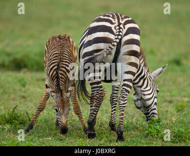 Zebra. Back view. Kenya. Tanzania. National Park. Serengeti. Maasai Mara. Stock Photo