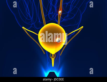 Urinary stones anatomy pain male internal organ painful cristaline mineral cross section - 3d illustration Stock Photo