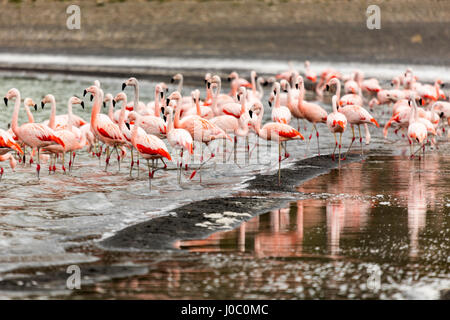 Chilean flamingos (Phoenicopterus chilensis) in Torres del Paine National Park, Patagonia, Chile Stock Photo