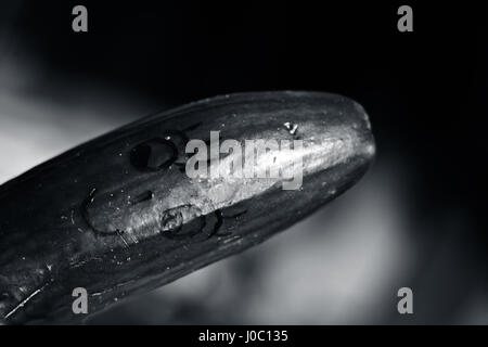 A calm cucumber smiling against the camera. Stock Photo