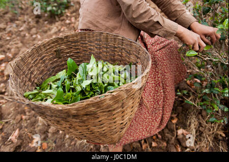 A woman collects tea leaves in Shan State, Myanmar (Burma), Asia Stock Photo