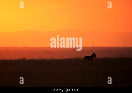 Burchell's zebra at sunrise (Equus quagga), Serengeti National Park, Tanzania Stock Photo