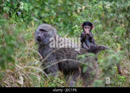 Olive baboon with baby on back (Papio anubis), Arusha National Park, Tanzania Stock Photo