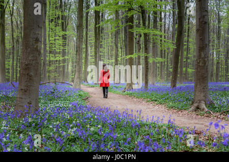 Woman in red coat walking through bluebell woods, Hallerbos, Belgium Stock Photo