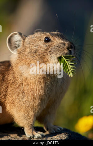 American pika (Ochotona princeps) with food in its mouth, San Juan National Forest, Colorado, USA Stock Photo