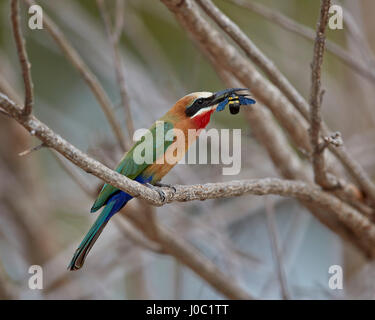 White-fronted bee-eater (Merops bullockoides) with a bee, Selous Game Reserve, Tanzania