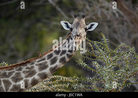 Masai giraffe with a red-billed oxpecker (Buphagus erythrorhynchus), Selous Game Reserve, Tanzania Stock Photo