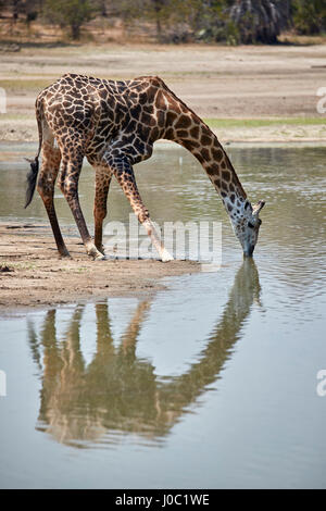 Masai giraffe (Giraffa camelopardalis tippelskirchi) drinking, Selous Game Reserve, Tanzania Stock Photo