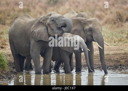 Three African elephant (Loxodonta africana) drinking, Mikumi National Park, Tanzania Stock Photo