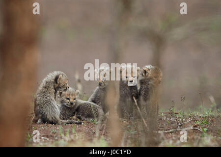 Five cheetah (Acinonyx jubatus) cubs, Kruger National Park Stock Photo