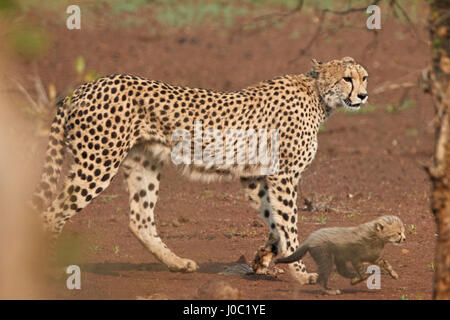 Cheetah (Acinonyx jubatus) mother and cub, Kruger National Park Stock Photo
