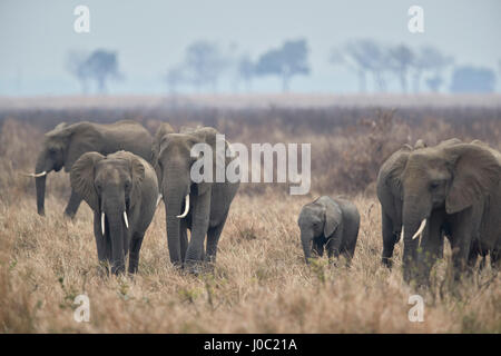 Herd of African elephant (Loxodonta africana), Mikumi National Park, Tanzania Stock Photo