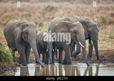 African elephant (Loxodonta africana) drinking, Mikumi National Park, Tanzania Stock Photo