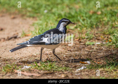 Magpie-Lark. Grallina cyanoleuca, Wattle Grove, Peth, Western Australia. Stock Photo