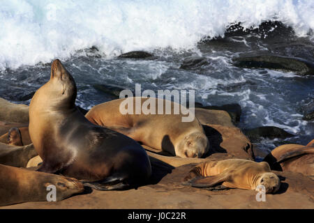 Sea lions, La Jolla, San Diego, California, USA Stock Photo